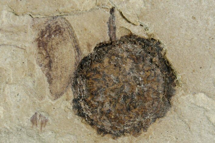Detailed Fossil Hackberry Fruit - Green River Formation, Utah #356580